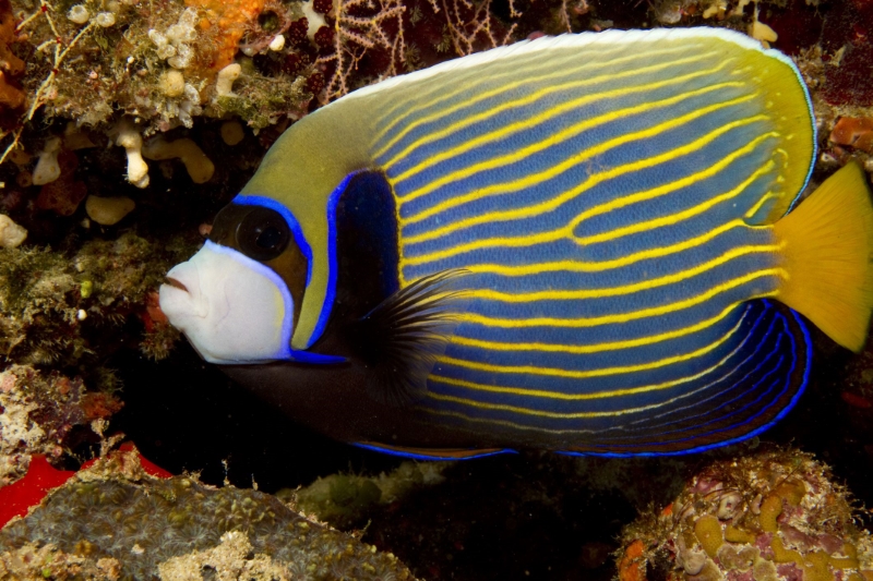 Pomacanthus Imperator (A)